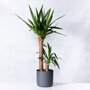 Palmlelie 2 stam in Elho pot